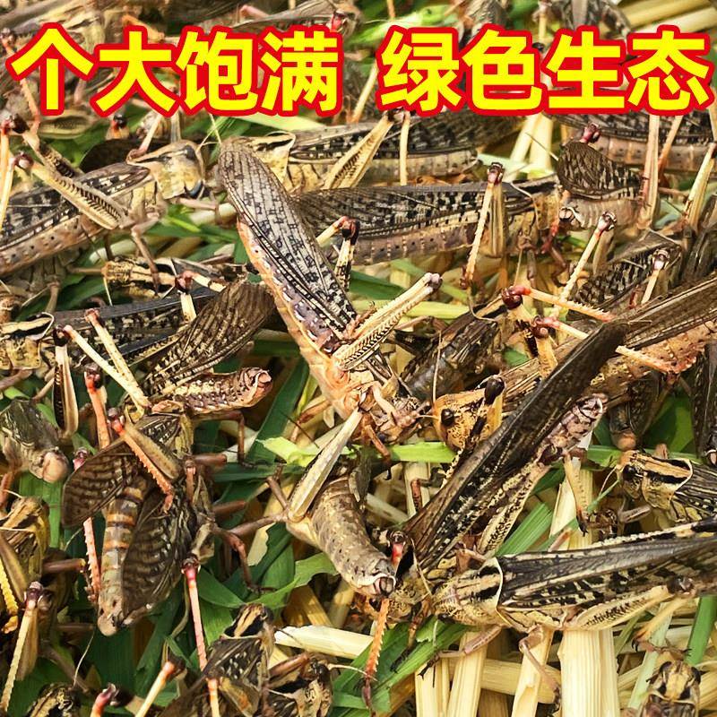 新品蚂蚱新鲜活体速冻蚂蚱油炸即食虫子美食烧烤昆虫美食蚱蜢蝗虫