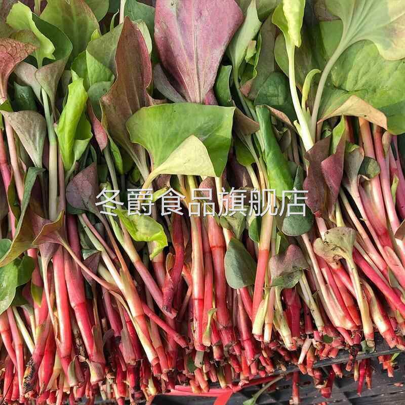 现货速发!现挖四川鱼腥草3