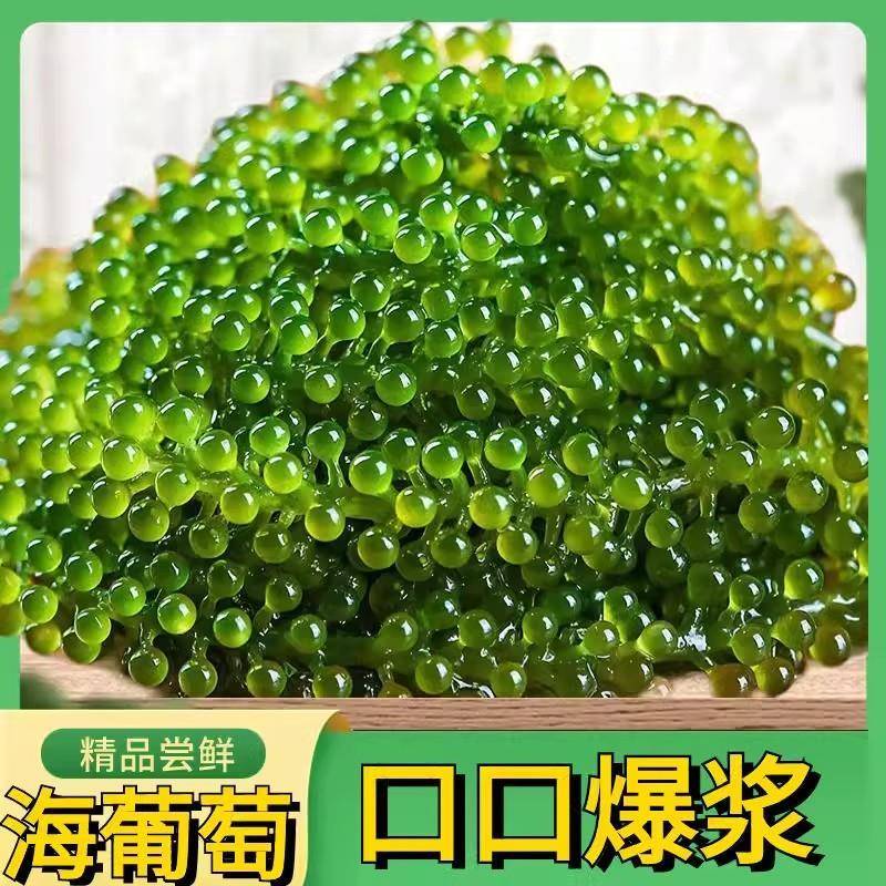 盐渍海葡萄新鲜即食儿童海带海藻草凉拌菜绿色鱼子酱火锅寿司食材
