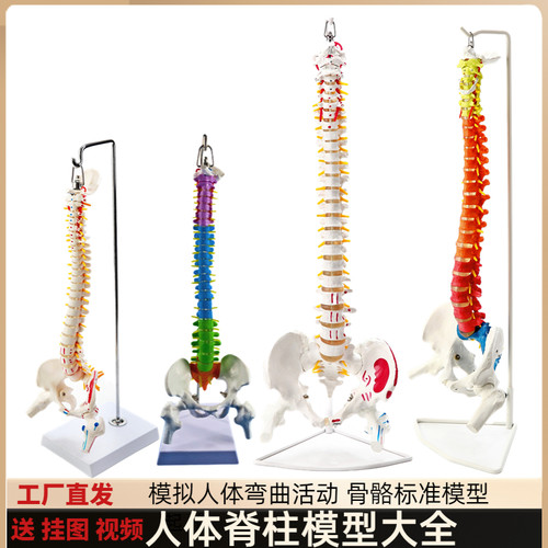 正骨彩色椎体人体脊柱模型人体骨骼模型大脊L椎成人1:1带胸椎骨盆