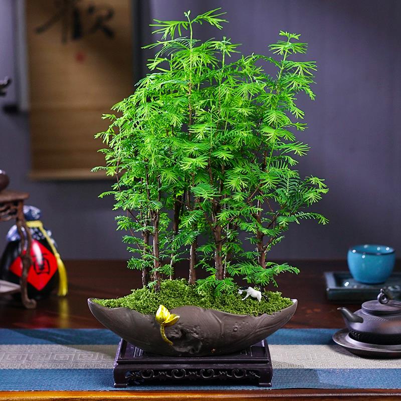 水杉造型盆景盆栽庭院办公书桌绿植室内植物木本禅意微景观