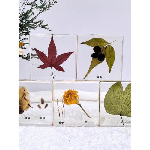 真实天然植物标本树脂干花花卉滴胶摆件幼儿园教学收藏礼品真花