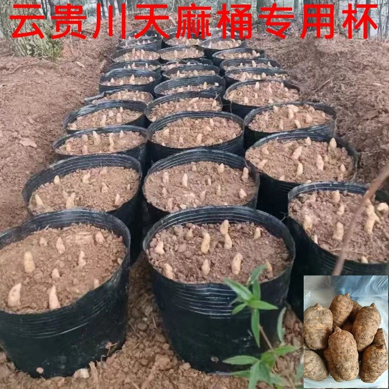 天麻种植桶黑色营养钵加厚大号塑料盆 栽种苗专用花盆魔芋种植袋
