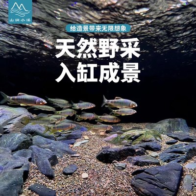 原生溪流石鱼缸造景天然长条棍状精选造景石头龟缸晒台躲避大石头
