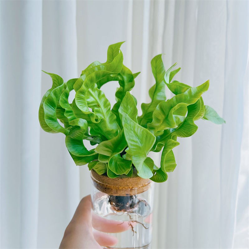 【水培波浪蕨】火焰鸟巢蕨办公室内电脑桌面绿植花卉盆栽植物好养