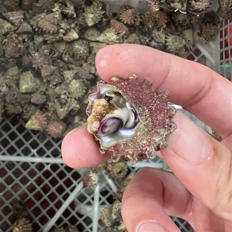 紫底星螺海水螺金环宝螺海缸除藻吃褐藻小能手好养皮实海洋生物