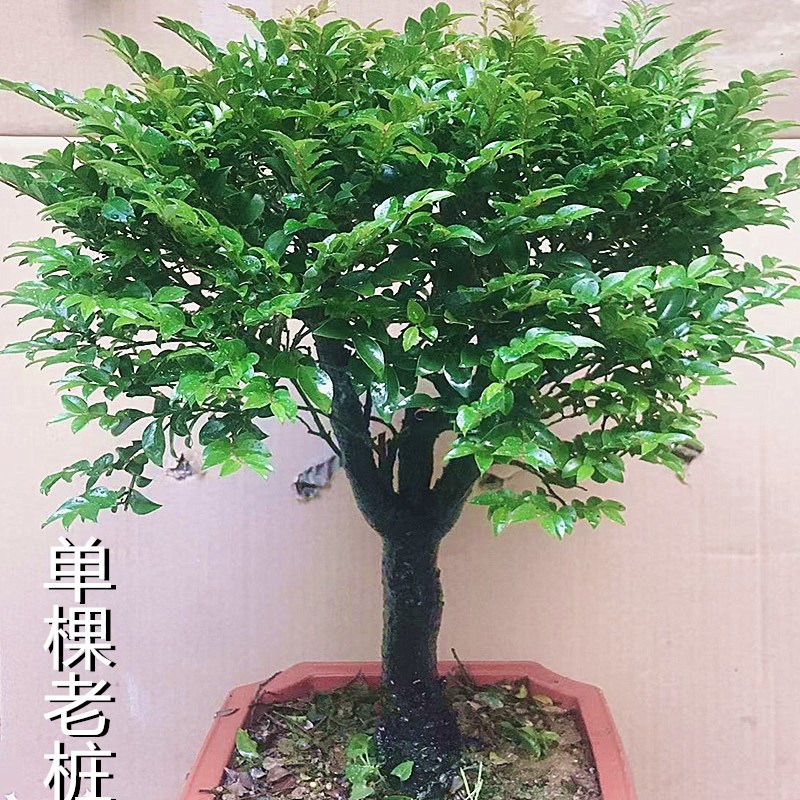 名贵小叶紫檀盆栽黑骨茶黑檀木盆景树桩室内桌面花卉绿植四季常青