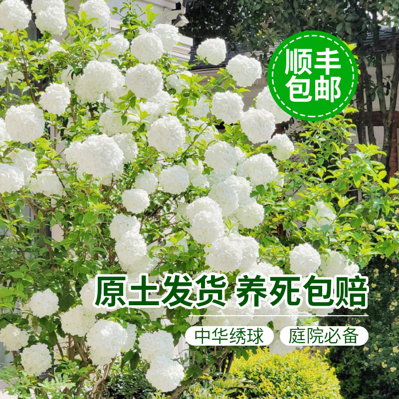 中华木绣球树苗大花斗球白麻球苗庭院别墅耐寒盆栽风景树绣球花苗