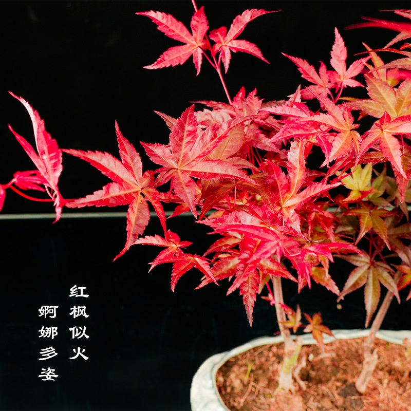 红枫盆景四季红枫盆景红枫树苗客厅室内盆栽植物