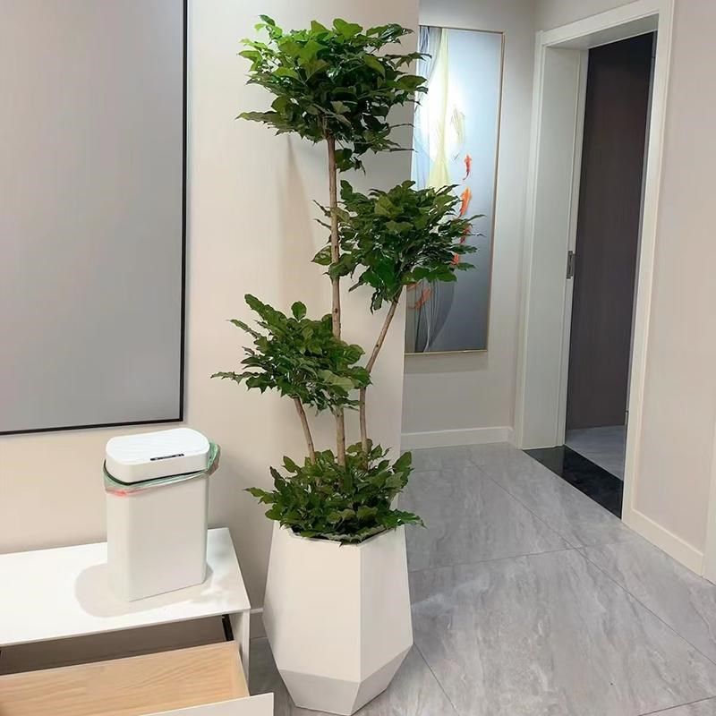 多层绿宝树盆栽幸福树大型室内观叶植物客厅办公室绿植送货上门,鲜花速递/花卉仿真/绿植园艺,大型绿植/成品组合盆栽,淘宝优惠券,粉丝福利购,淘宝优惠卷