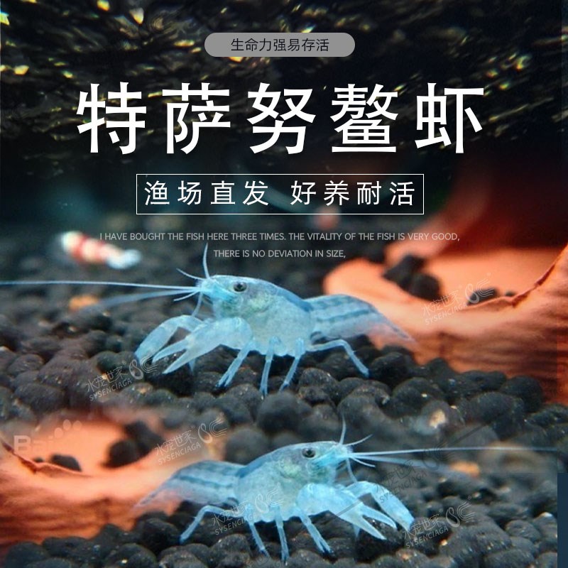 迷你鳌虾侏儒橘特萨努观赏虾小型虾淡水虾宠物虾水族长不大侏儒虾