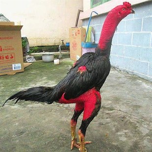 半斤一斤纯种越南斗鸡成年斗鸡大骨架母鸡包下蛋缅鸡盖沙泰鸡中原