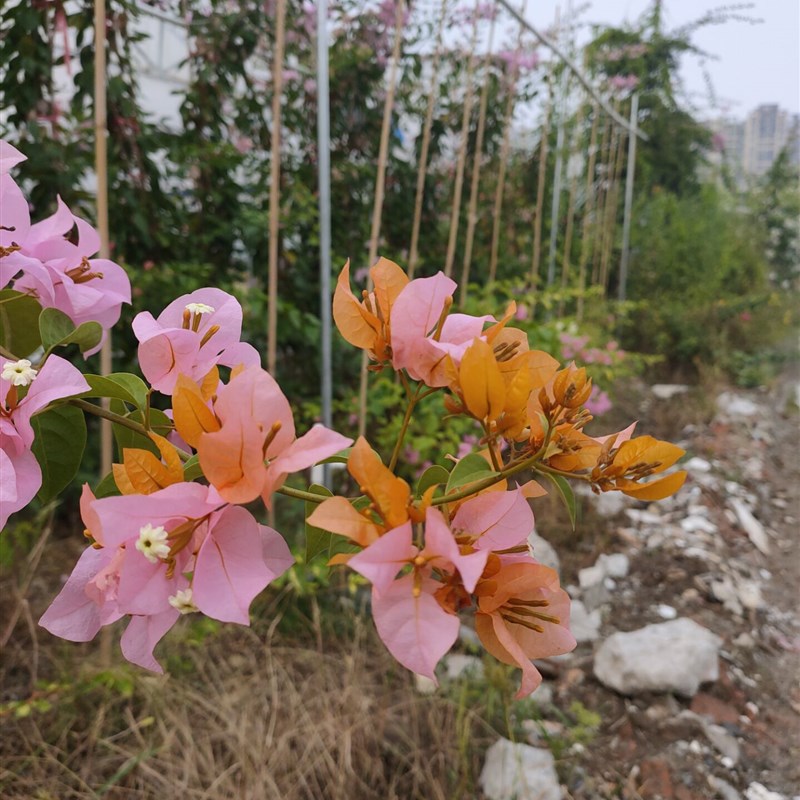 三角梅 金发女郎 扦插 带盆小苗 庭院 攀爬