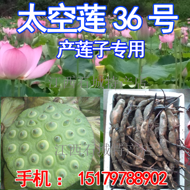 太空莲36号种苗莲子种苗莲藕种苗高产莲子苗观赏荷花苗红花莲种苗