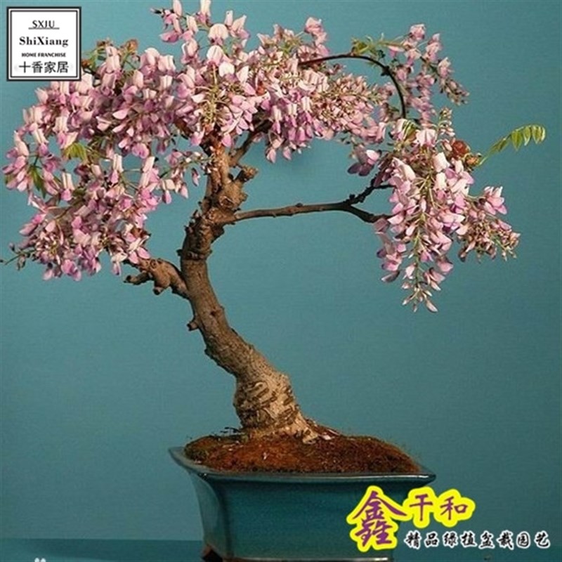 盆栽花卉紫藤多花紫藤紫藤萝爬藤玫瑰蔷薇月季类3年苗