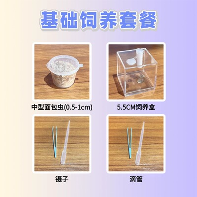 跳蛛昆虫爬虫饲养套餐