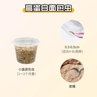 面包虫喂爬宠跳珠守宫捕鸟蛛活虫黄粉虫仓鼠饲料虫跳珠饲料螳螂