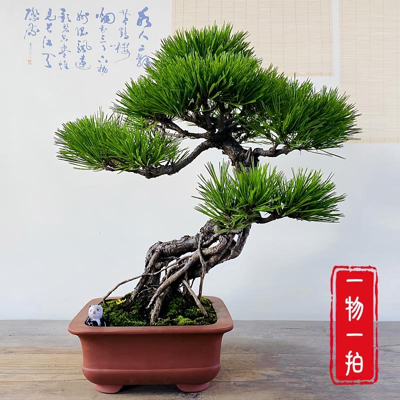 云栖园一物一拍老桩黄山松盆景山松室内植物盆栽办公室阳台摆件