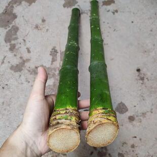 实心竹老玉竹老竹制戒尺教鞭手持竹节竹棍禅杖竹竿竹鞭竹雕料