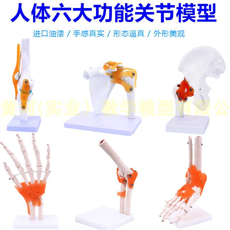 人体六大功d能关节模型 膝关节 肩 肘 髋 手关节 脚关节附韧带模