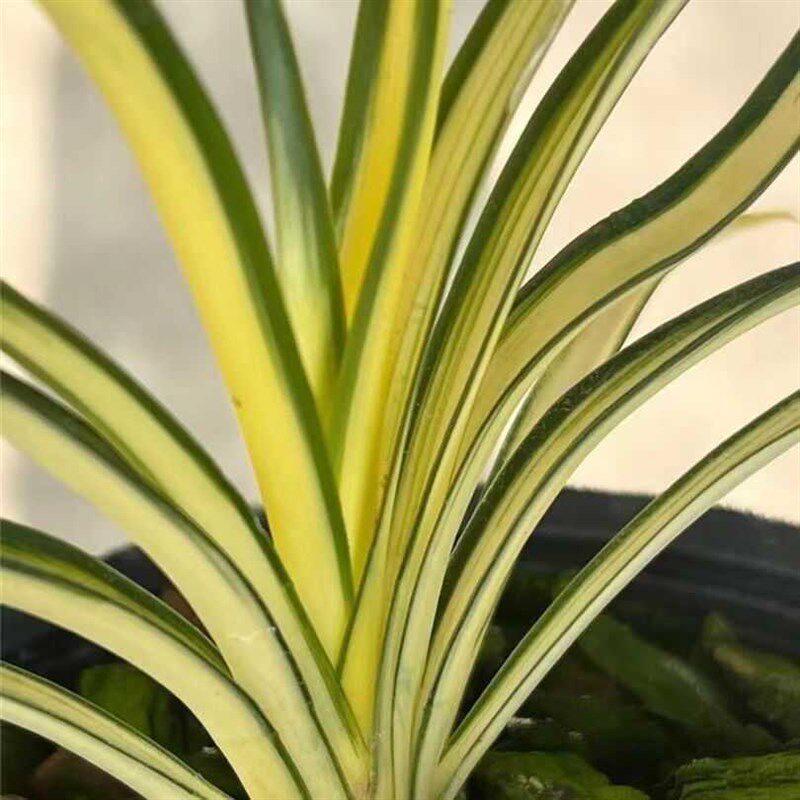 兰花秋芝中透艺高档中透t艺名贵收藏珍品好养花卉精品兰花苗