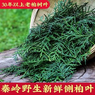 现摘野生新鲜侧柏叶扁柏叶柏树枝叶洗头发养发护法家用烟熏腊肉