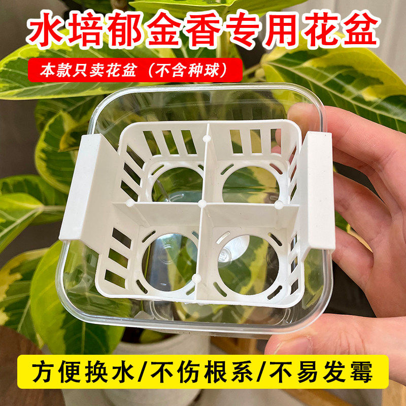 郁金香水培花盆含定植篮不伤根系