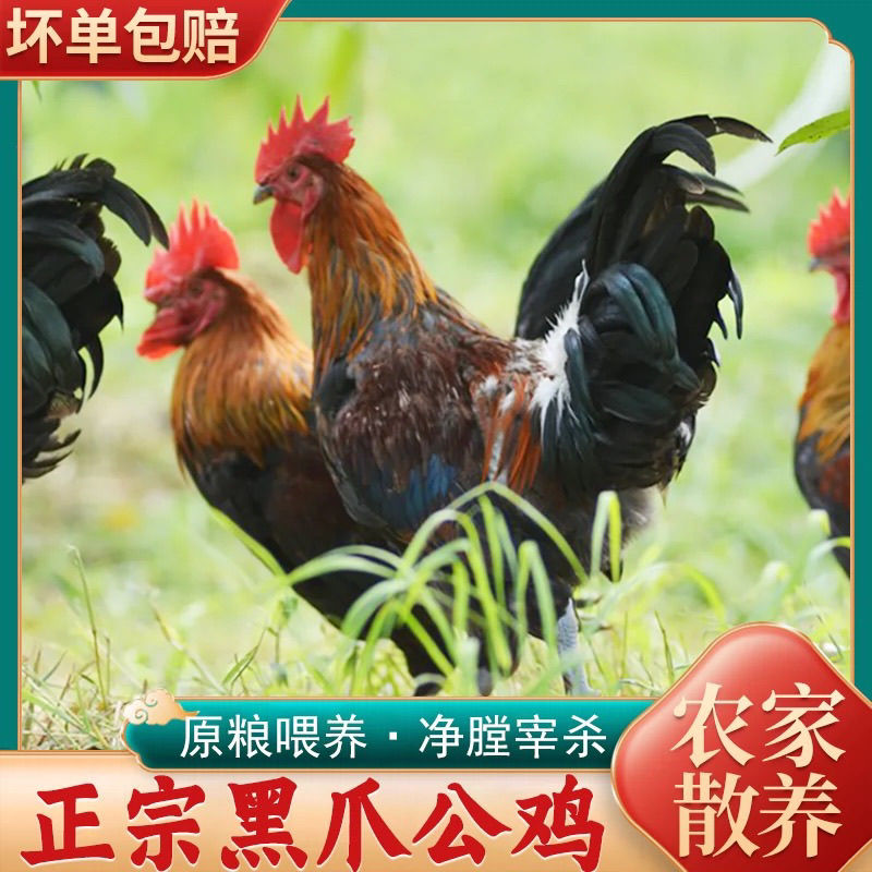 正宗土公雞農(nóng)家散養(yǎng)黑腳大公雞青腳雞活雞現(xiàn)殺整只走地雞草雞土雞