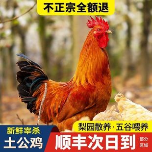 散養(yǎng)大公雞 包郵 微山湖長大 順豐 雞黑爪新鮮現(xiàn)殺熟凍發(fā)貨老雞