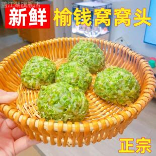 榆钱窝窝头2024新鲜山东榆树钱儿菜团子余钱馍馍粗粮大黄米杂粮包