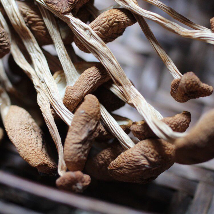 茶树菇干货特产级农家不开伞茶薪菇香菇蘑菇菌菇批发500g新货