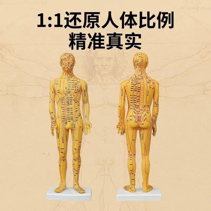 中医针灸穴位人体模型超清晰十二经络小皮人人体针灸模型男女模型