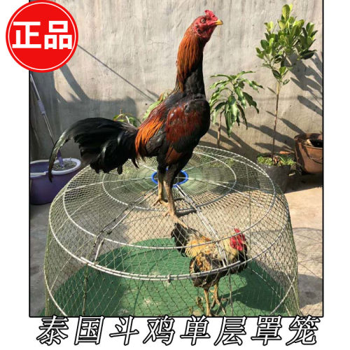 斗鸡用品 斗鸡跑笼 斗鸡单层跑笼 斗鸡跑笼罩 斗鸡训练用品跑笼