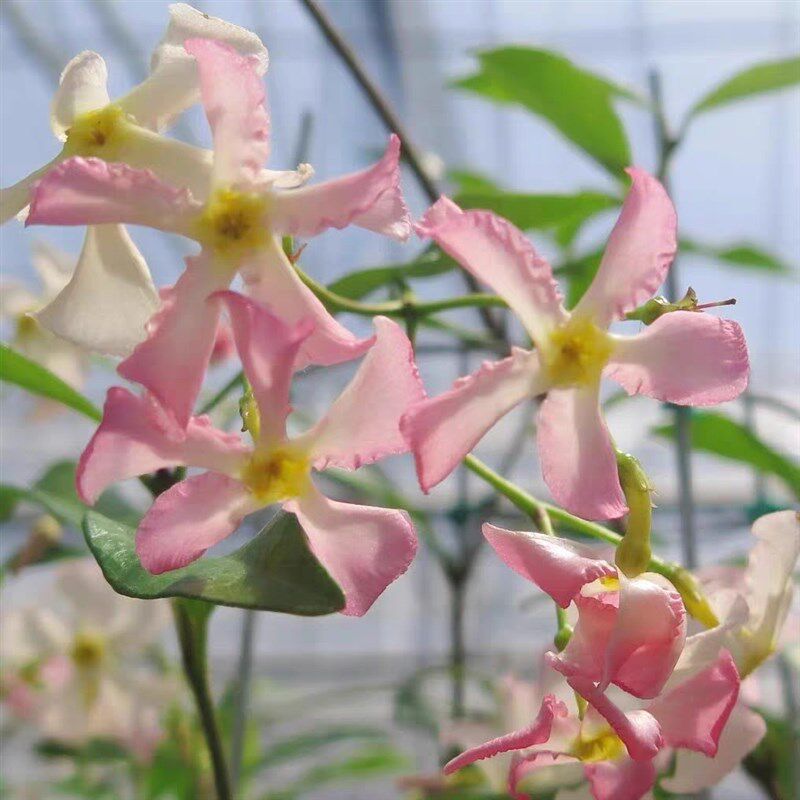 粉色风车茉莉黄色风车茉莉成品大苗庭院阳台爬藤花U卉芳香耐热耐