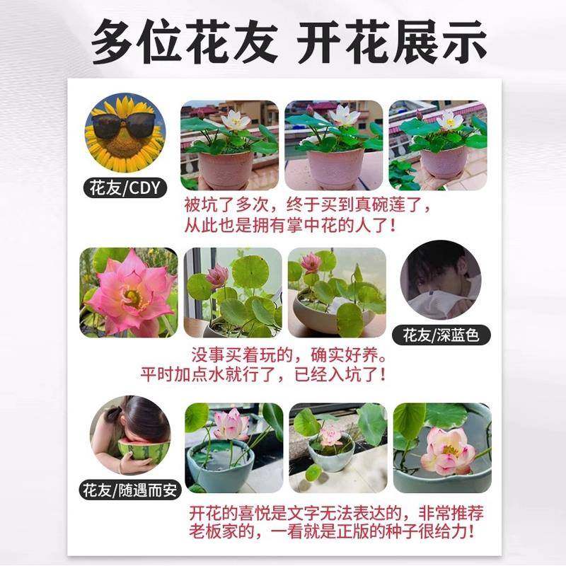 碗莲种子四季开花开口碗莲水培植物室内阳台盆栽水养荷花睡莲种藕