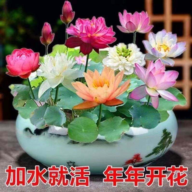睡莲种子发货已开口七彩碗莲盆栽四季开花不断观赏水培植物种籽