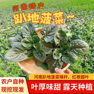 河南露天趴地红根菠菜矮杆新鲜现挖现发无筋无丝青菜蔬菜叶厚味甜