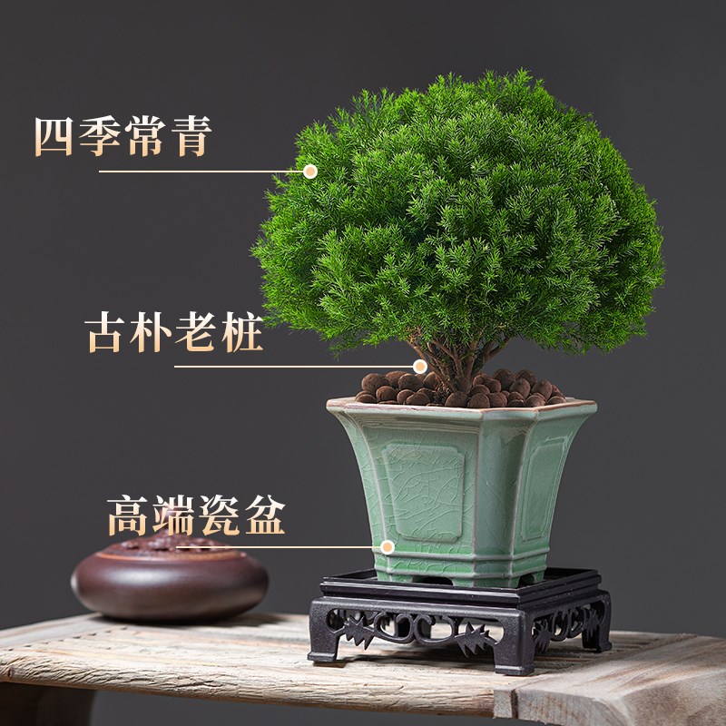 雾凇盆景室内绿植花卉p盆栽四季长青好养植物客厅办公室净化空气