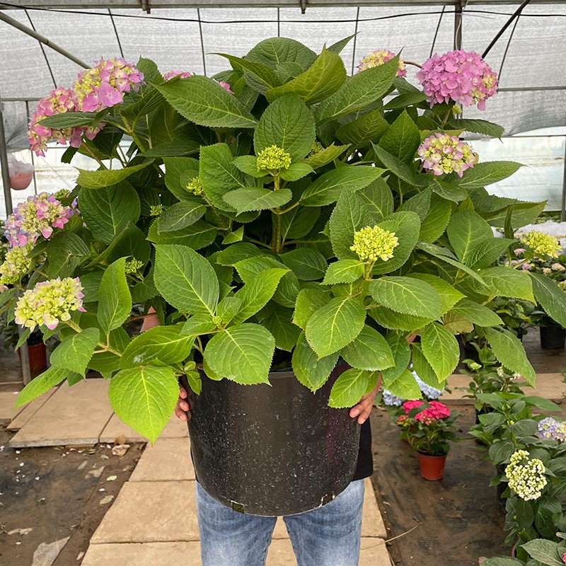 特大无尽夏绣球花苗高杆苗阳台别墅庭院地栽盆栽植物耐寒四季老桩