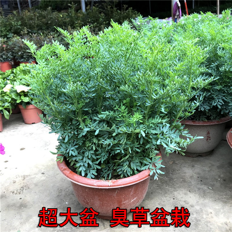 臭草盆栽芸香草植物室外阳台菜园四季花苗食用臭艾绿豆糖水驱蚊草