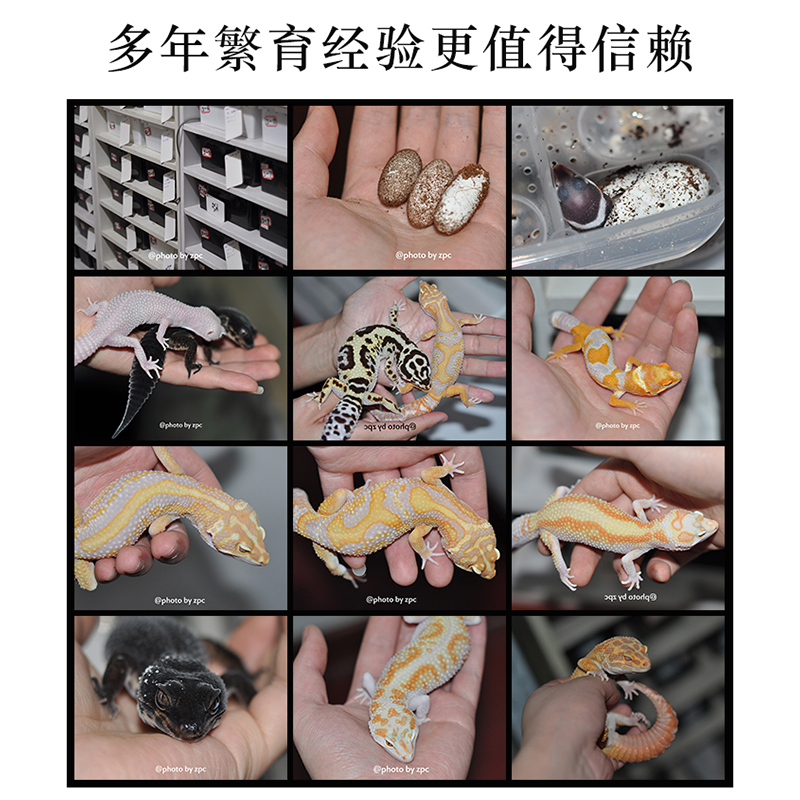 豹纹守宫幼崽肥尾蜥蜴家养爬宠异宠温顺可爱爬虫易好养另类宠物