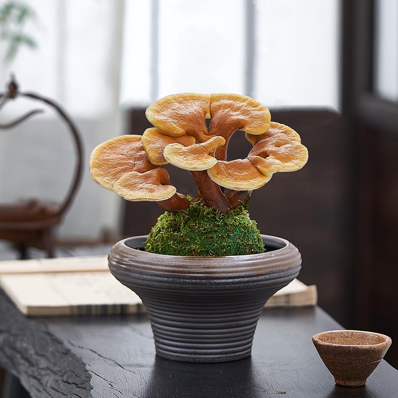 灵芝盆栽苔藓球水培植物室内桌面茶室办公室小盆景创意摆件好养花