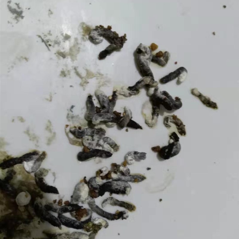 鸟粮鸟料凯里画眉鸟食饲料贵州手工料唱鸟料提性壮膘料500g包邮