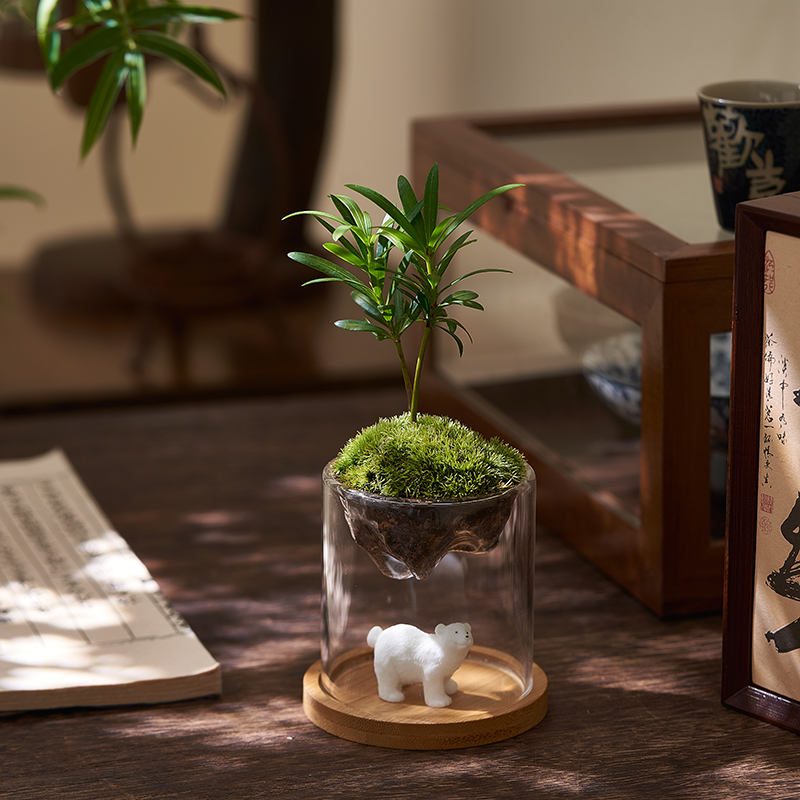 狼尾蕨鲜活苔藓创意桌面微景观山绿植物盆景栽趣味茶几办公室摆件