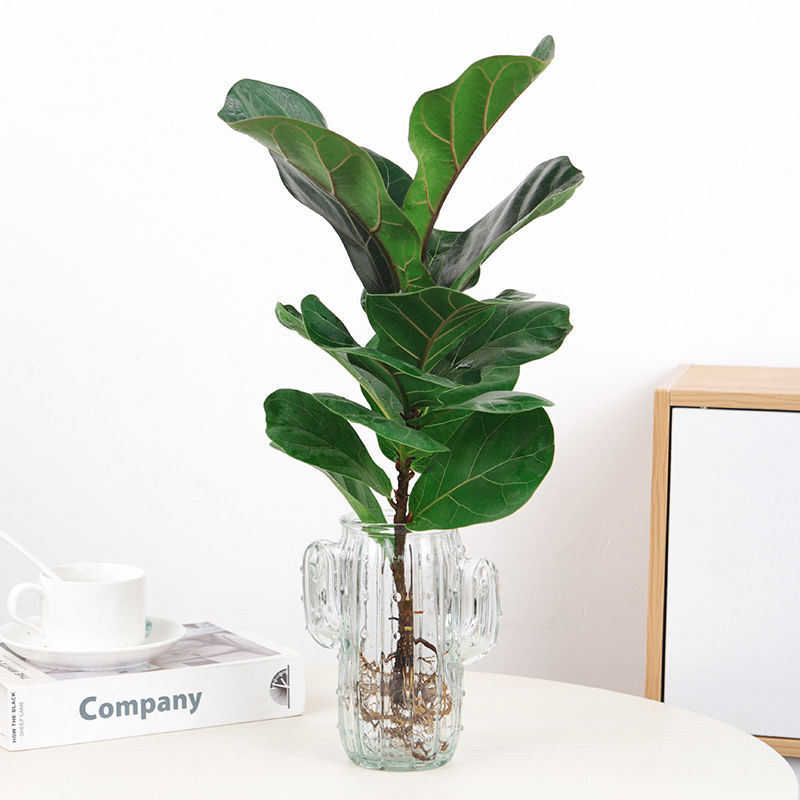 北欧风网红琴叶榕小盆栽室内耐阴绿植办公室桌面易养创意水培植物