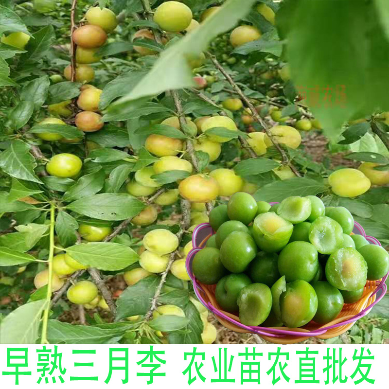 特早熟三月李子树苗晚脆红