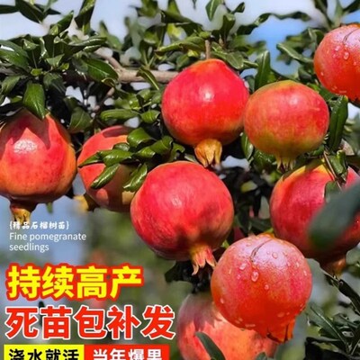 石榴树树苗突尼斯软籽石榴苗盆栽南北方庭院地栽特大果树当年结果
