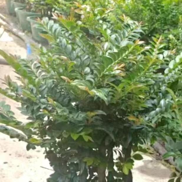 耐寒小叶紫檀树苗紫檀盆景四季常青植物观叶花卉盆栽四季好养盆景