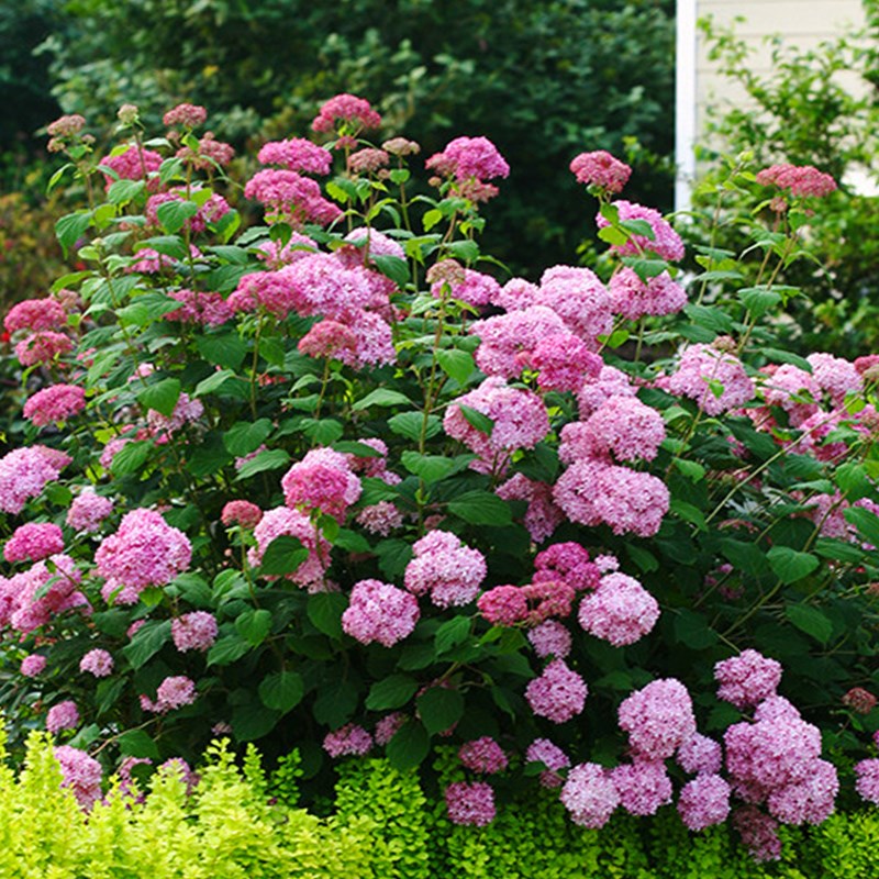 粉色贝拉安娜绣球花苗盆栽梦幻粉贝乔木大花绣球庭院地栽耐寒耐晒