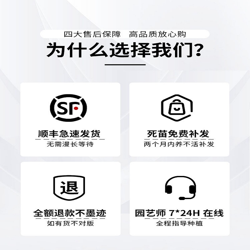 欧洲木本绣球玫瑰大苗中国中华木绣球麻球大花斗球庭院圆锥绣球花